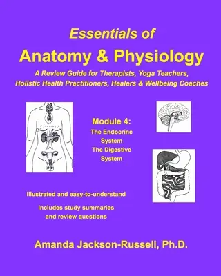 Fundamentos de anatomía y fisiología - Guía de repaso - Módulo 4 - Essentials of Anatomy and Physiology - A Review Guide - Module 4