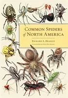 Arañas comunes de Norteamérica - Common Spiders of North America