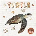 Tortuga - Turtle