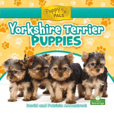 Cachorros de Yorkshire Terrier - Yorkshire Terrier Puppies