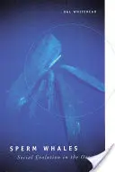 Cachalotes: Evolución social en el océano - Sperm Whales: Social Evolution in the Ocean