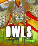 Búhos - Owls