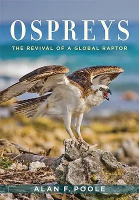 Águilas pescadoras: El renacimiento de una rapaz mundial - Ospreys: The Revival of a Global Raptor