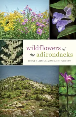 Flores silvestres de los Adirondacks - Wildflowers of the Adirondacks