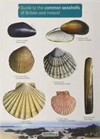 Guía de las conchas marinas comunes de Gran Bretaña e Irlanda - Guide to the Common Seashells of Britain and Ireland