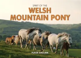 Espíritu del poni de la montaña galesa - Spirit of the Welsh Mountain Pony