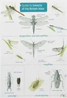 Guía de insectos de las Islas Británicas - Guide to Insects of the British Isles