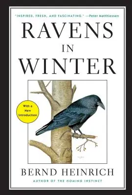 Cuervos en invierno - Ravens in Winter