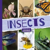 Insectos - Insects