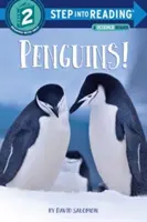 Pingüinos - Penguins!