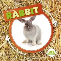 Conejo - Rabbit