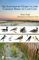 Guía ilustrada de las aves comunes de Cape Cod - An Illustrated Guide to the Common Birds of Cape Cod