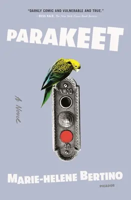 Periquito - Parakeet