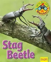 Observadores de la naturaleza: El escarabajo ciervo - Wildlife Watchers: Stag Beetle