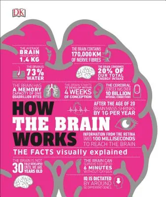 Cómo funciona el cerebro: Los hechos explicados visualmente - How the Brain Works: The Facts Visually Explained