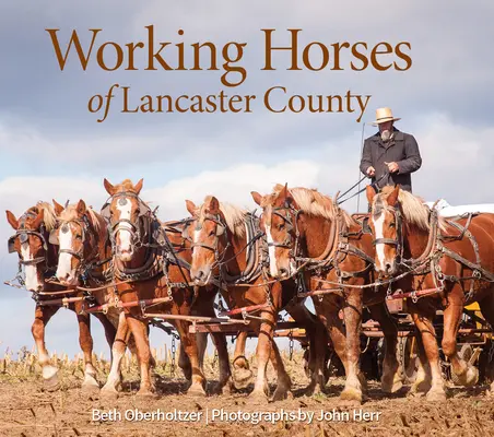 Caballos de trabajo del condado de Lancaster - Working Horses of Lancaster County