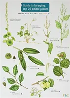 Guía de la búsqueda de alimentos: Las 25 mejores plantas comestibles - Guide to Foraging: Top 25 Edible Plants