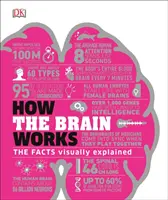 Cómo funciona el cerebro - Los hechos explicados visualmente - How the Brain Works - The Facts Visually Explained