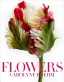 Flores - Flowers