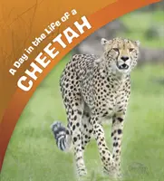 Un día en la vida de un guepardo - Day in the Life of a Cheetah