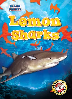 Tiburón Limón - Lemon Sharks