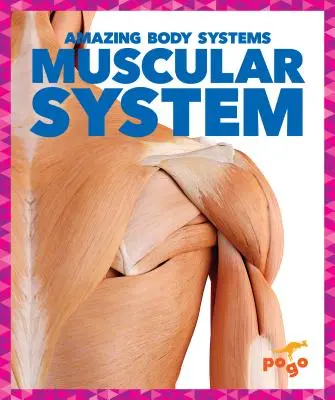 Sistema muscular - Muscular System