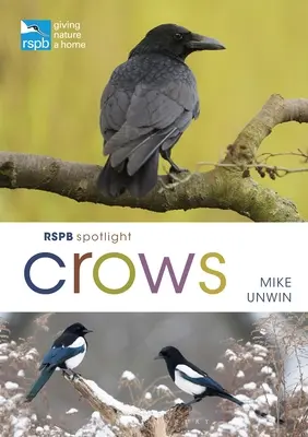 Rspb Spotlight Cuervos - Rspb Spotlight Crows
