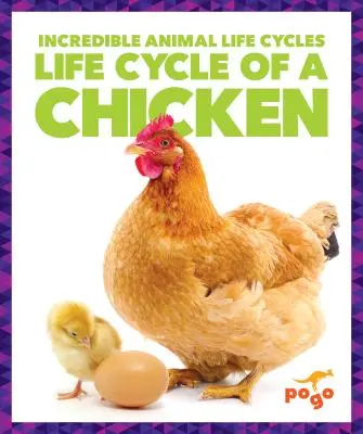 Ciclo vital del pollo - Life Cycle of a Chicken