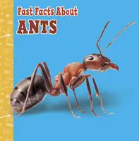 Hormigas - Fast Facts About Ants