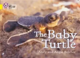 La tortuga bebé - The Baby Turtle