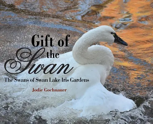 El regalo del cisne: Los cisnes del lago de los cisnes Iris Gardens - Gift of the Swan: The Swans of Swan Lake Iris Gardens