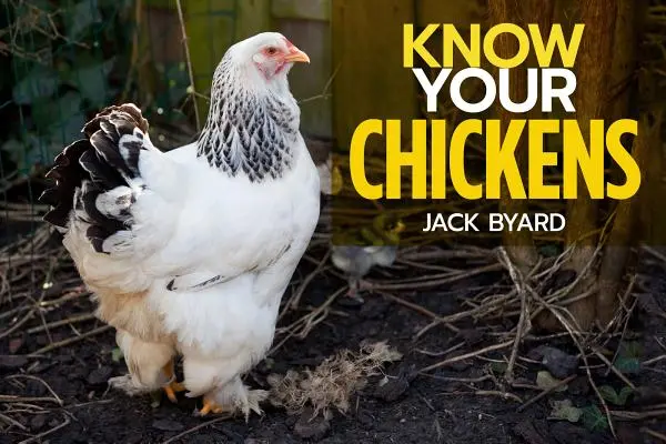 Conozca a sus gallinas - Know Your Chickens