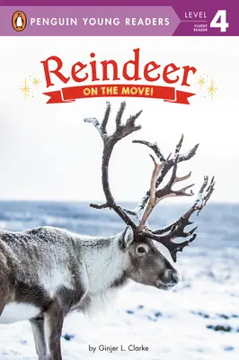 Renos: En movimiento - Reindeer: On the Move!