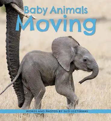 Animales bebés en movimiento - Baby Animals Moving