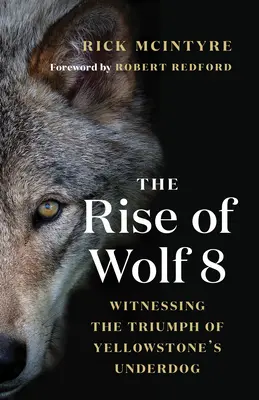 El ascenso del lobo 8: testigo del triunfo del desvalido de Yellowstone - The Rise of Wolf 8: Witnessing the Triumph of Yellowstone's Underdog