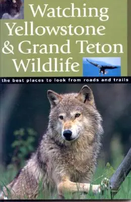 Observar la fauna de Yellowstone y Grand Teton - Watching Yellowstone & Grand Teton Wildlife