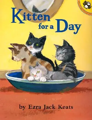 Gatito por un día - Kitten for a Day