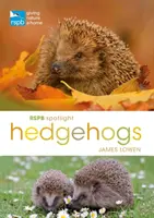 Erizos en el punto de mira de la RSPB - RSPB Spotlight Hedgehogs