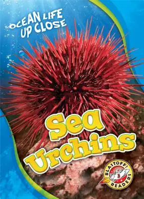 Erizos de mar - Sea Urchins