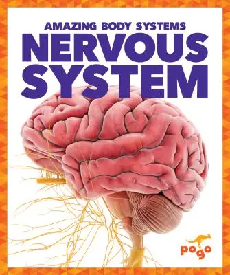 Sistema nervioso - Nervous System