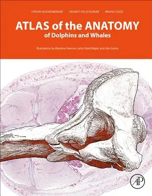 Atlas de anatomía de delfines y ballenas - Atlas of the Anatomy of Dolphins and Whales