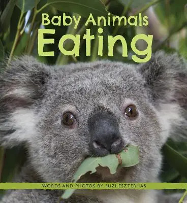 Bebés comiendo - Baby Animals Eating