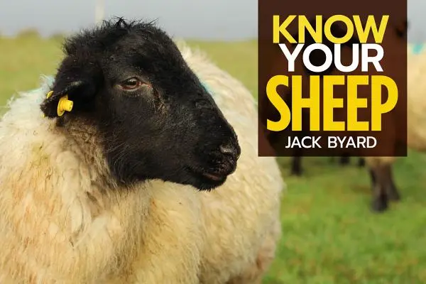 Conozca sus ovejas - Know Your Sheep