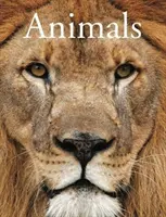 Animales - Animals