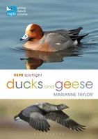 Rspb Spotlight Patos y Gansos - Rspb Spotlight Ducks and Geese