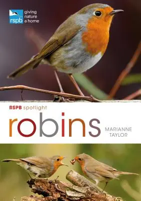 Rspb Spotlight: Petirrojos - Rspb Spotlight: Robins