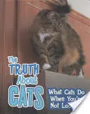 La verdad sobre los gatos - Lo que hacen los gatos cuando no estás mirando - Truth about Cats - What Cats Do When You're Not Looking