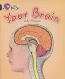 Tu cerebro - Your Brain