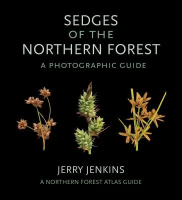 Juncos de los bosques septentrionales: Guía fotográfica - Sedges of the Northern Forest: A Photographic Guide