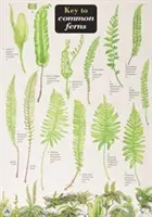 Clave de los helechos comunes - Key to Common Ferns